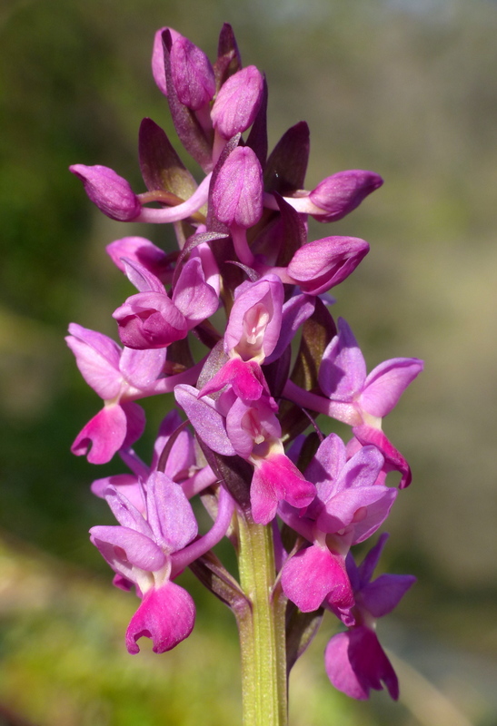 Dactylorhiza romana e prime fioriture tra Lazio e Campania - marzo 2023.